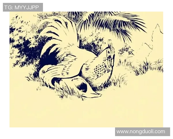 揭开野鸡足球明星的神秘面纱他们的故事与成就你了解多少 揭开野鸡足球明星的神秘面纱他们的故事与成就你了解多少